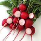 Radish With Crisps Whites Interiors And Mild Flavors Giant Crimson 6 Grams Seeds Indoor Outdoor Gard
