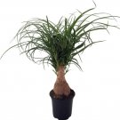 Beaucarnea Guatemalensis Ponytail Guatemalan Stump Palm Live Plant 4" Pot Indoor Outdoor Garden