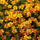 Marigold Blend Gem Signet Greats For Borders Or Containers 100 Mg Seeds 12" Tall Indoor Outdoor Gard Marigold Blend Gem Signet Greats For Borders Or Containers 100 Mg Seeds 12" Tall Indoor Outdoor Gard