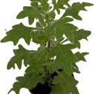 Plectranthus Foot Duck Ivy Great In A Hanging Basket Live Plant 2.5" Pot Indoor Outdoor Garden