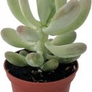 Pachyphytum Moonstone Pink Βracteosum Succulent Out Live Plant 2.5" Pot Indoor Outdoor Garden