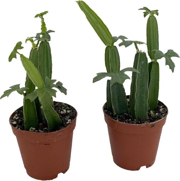 Quandrangularis Backbone Devil'S Grape Herb Veldt Cissus Ivy 2 Pack 2" Pots Indoor Outdoor Garden