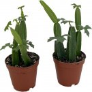 Quandrangularis Backbone Devil'S Grape Herb Veldt Cissus Ivy 2 Pack 2" Pots Indoor Outdoor Garden