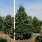 Holly Leaf Oaks An Uprights Grower Capable New And Improved Varietys Cold Indoor Outdoor Garden