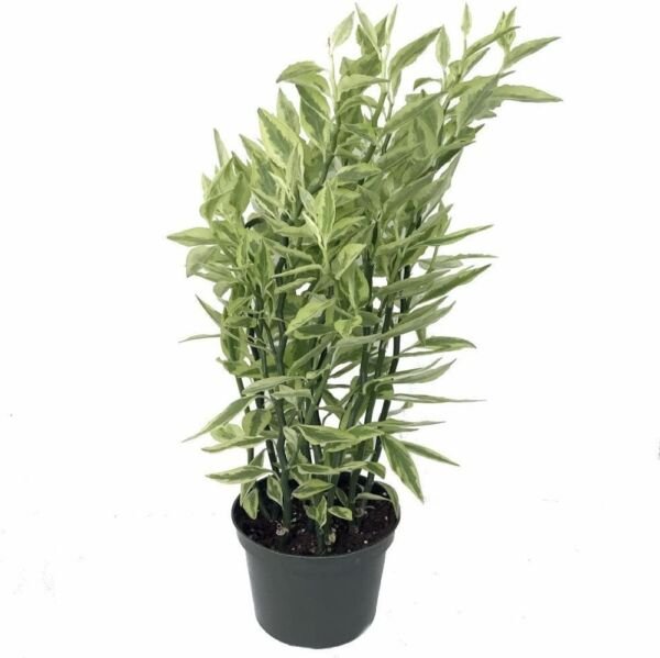Pedilanthus Backbone Devil'S Cactus Red Bird Live Plant 6" Pot Indoor Outdoor Garden