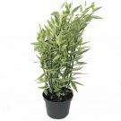 Pedilanthus Backbone Devil'S Cactus Red Bird Live Plant 6" Pot Indoor Outdoor Garden