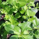 Winterberry Mr Poppins Holly Ilex Evergreen Broadleaf S Live Plant 4" Pot Indoor Outdoor Garden