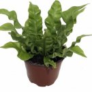 Asplenium Fern Crispy Wave Air Clean Machine Live Plant 4" Pot Indoor Outdoor Garden