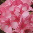Mavericks Geranium Impressive Strains Attractive Bicolored Blooms 8 Seeds Indoor Outdoor Garden