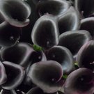 Lily Odessa Calla Maroon Purple Dark Blooms Heart Shapeds Foliage 20+ Cm Bulbs Indoor Outdoor Garden