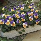 Viola Pennys Jump Peach Up Unusual Colors Violet Family Delicates Scent 25 Seeds Indoor Outdoor Gard
