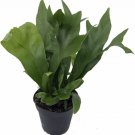Microsorum Emerald Amazing Flame Green Fern House Live Plant 4" Pot Indoor Outdoor Garden Microsorum Emerald Amazing Flame Green Fern House Live Plant 4" Pot Indoor Outdoor Garden