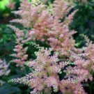 Astilbe Peach Pink Blossom Peachy Warm Attractives Live Plant Quart Pot Indoor Outdoor Garden