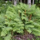 Cinnamons Cinnamomeums Fern Osmundastrum Blue Green Long Fronds 20 Rhizome Roots Indoor Outdoor Gard