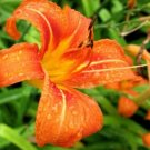 Daylily Wild Fans Systems Effective Hemerocallis Fulva Spread Gradually 10 Roots Indoor Outdoor Gard