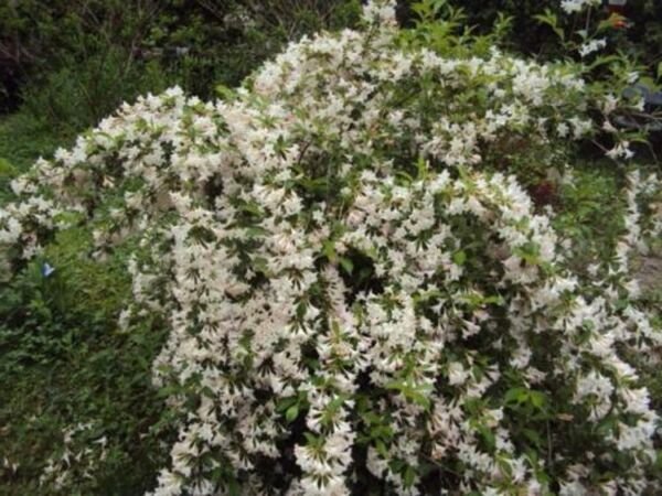 Weigela White Florida Deciduous Densely Rounded Shrub Funel Shaped Flower 4" Pot Indoor Outdoor Gard