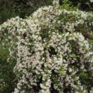Weigela White Florida Deciduous Densely Rounded Shrub Funel Shaped Flower 4" Pot Indoor Outdoor Gard