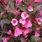 Weigela Roses Wine Rosys Pink Flowers Live Plant 612" In A Quart Pot Indoor Outdoor Garden