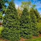 Hollys Greenleafs Pyramidal Tree Thats Keeps Its Vibrants Red Berries Gallon Pot Indoor Outdoor Gard
