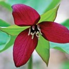 Lily Wood Trillium Erectum White As Bloom Matures Turns Beautiful Red 20 Bulbs Indoor Outdoor Garden