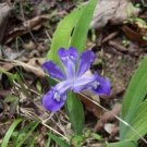 Crested Iris Most Beautiful Flowers With Tall Slender Brightly Colored 20 Root Indoor Outdoor Garden Crested Iris Most Beautiful Flowers With Tall Slender Brightly Colored 20 Root Indoor Outdoor Garden