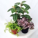 Growns Naturally No Insecticides Terrariums Fairys S 3 Plants In 2" Pots Indoor Outdoor Garden