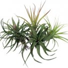 Tillandsia Terrarium Fairy Live Plant 5 Live Airplants Bareroot Indoor Outdoor Garden