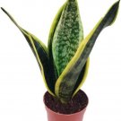 Sansevierias Snakes Laurentiis Mothers In Law'S Tongue Live Plant 4" Pot Indoor Outdoor Garden