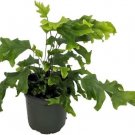 Phlebosia Nicholas Rare Fern Diamond Live Plant 4" Pot Indoor Outdoor Garden Phlebosia Nicholas Rare Fern Diamond Live Plant 4" Pot Indoor Outdoor Garden
