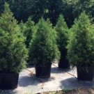 Yoshinos Cryptomerias S Evergreen With Blue Green Foliages Quart Pot Indoor Outdoor Garden