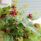 Carolinas Allspices Sweet Deciduous Glossys Aromatic Leathery Dark Green Foliage Indoor Outdoor Gard
