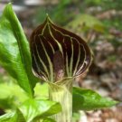 Triphyllum Arisaema Peculiar Stemless Flowering Structure Tinted Shades 20 Bulbs Indoor Outdoor Gard