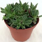Crassula Miniature Succulent Jade Tiger Live Plant 2.5" Pot Indoor Outdoor Garden