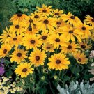 Rudbeckias Botanical Interests Summer Indian Semi Double Flowers Seeds Indoor Outdoor Garden