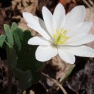 Canadensis Sanguinarias Bloodroot Stemless Rhizomatous Flower 20 Roots Indoor Outdoor Garden