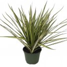 Marginata Dragon Kiwi Dracaena Attractive Tree House Live Plant 6" Pot Indoor Outdoor Garden