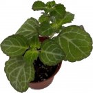 Plectranthus Lace Ivy Swedish Extremely Fragrant Live Plant 2.5" Pot Indoor Outdoor Garden