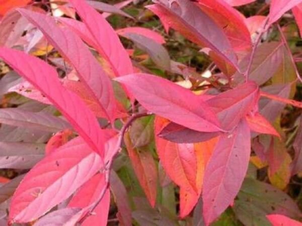 Virginia Sweetspire Henry'S Itea Rounded Broad Spreading Shrub Live Plant Indoor Outdoor Garden