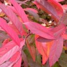 Virginia Sweetspire Henry'S Itea Rounded Broad Spreading Shrub Live Plant Indoor Outdoor Garden