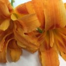 Daylilys Orange Double Blooms Systems Fans Beautiful In Your Landscaping 3 Roots Indoor Outdoor Gard