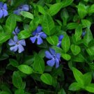 Minor Graveyard Vincas Beautiful Lavender Blue Flowers S Live Plant 4" Pot Indoor Outdoor Garden