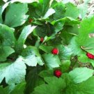 Canadensis Goldens Hydrastis Purplish Stems Small Inconspicuous Flowers 10 Roots Indoor Outdoor Gard