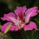 Purpureas Orchid Purple Bauhinias Tree Tropical The Foliage Light Green 10 Seeds Indoor Outdoor Gard