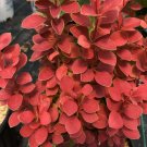 Barberry Incredible Neon Orange Foliage Pillar Sunjoy S Live Plant 4" Pots Indoor Outdoor Garden
