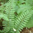 Acrostichoides Christmas Polystichum Fern Accommodating S Plant 5 Rhizomes Indoor Outdoor Garden