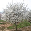 Cherrys Flowering Yards Accent Snowgooses Deciduous Out Live Plant 2 In 2.5" Pot Indoor Outdoor Gard