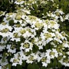 Viburnumi Alleghany Wind Breaker An Attractive Dense Live Plant 2.5" Pot Indoor Outdoor Garden