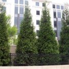 Plicata Giant Thuja Green Arborvitae Grows Live Plant 2.5" Pot Indoor Outdoor Garden