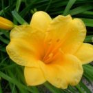 Daylily Stella De Oros Fans Valued As A Compact Plants And Early Bloomer 5 Roots Indoor Outdoor Gard