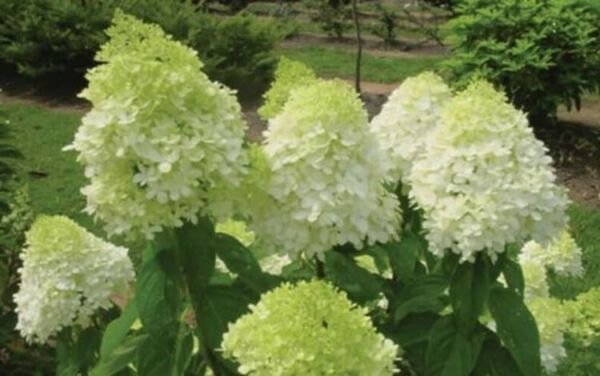 Hydrangeas Limelight Extremely Durables Long Live Plant 610" Quart Pot Indoor Outdoor Garden